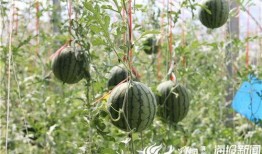 甘肃陇南网红吃瓜视频,揭秘当地特色美食与风土人情